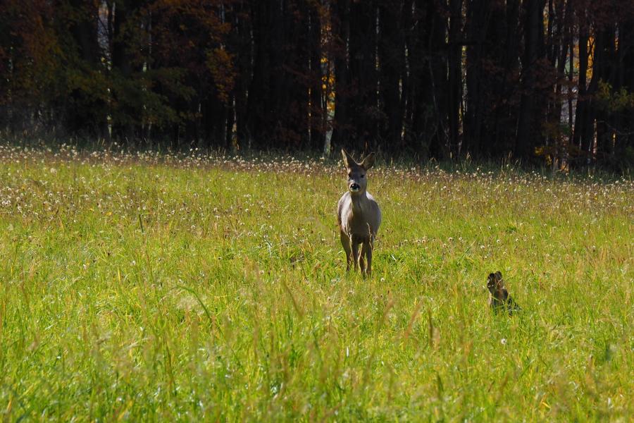 Přísloví pro každý den