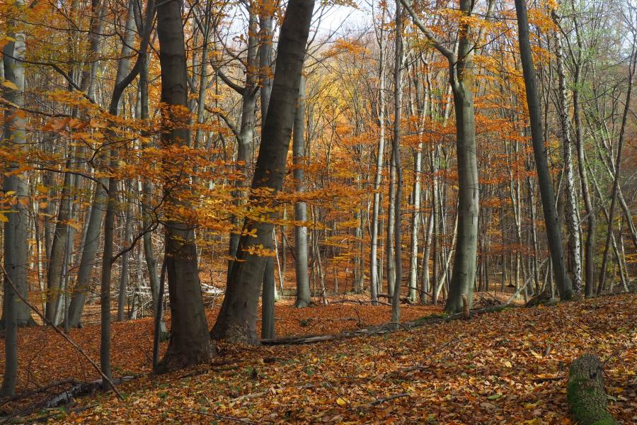 Bělokarpatské bloudění